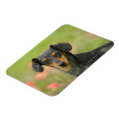 Miniatuur Dachshund Puppy met gladde haren kijkt n Magneet (Linkerzijde)