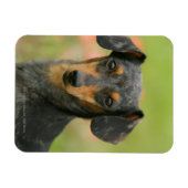 Miniatuur Dachshund Puppy met gladde haren kijkt n Magneet (Horizontaal)