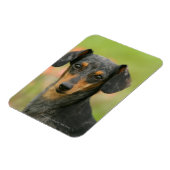 Miniatuur Dachshund Puppy met gladde haren kijkt n Magneet (Linkerzijde)