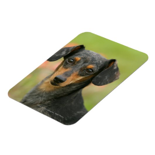 Miniatuur Dachshund Puppy met gladde haren kijkt n Magneet (Linkerzijde)