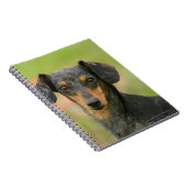 Miniatuur Dachshund Puppy met gladde haren kijkt n Notitieboek (Rechterzijde)