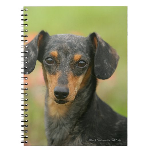 Miniatuur Dachshund Puppy met gladde haren kijkt n Notitieboek (Voorkant)