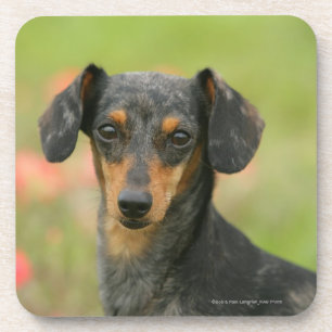 Miniatuur Dachshund Puppy met gladde haren kijkt n Onderzetter