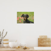 Miniatuur Dachshund Puppy met gladde haren kijkt n Poster (Keuken)