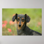 Miniatuur Dachshund Puppy met gladde haren kijkt n Poster (Voorkant)