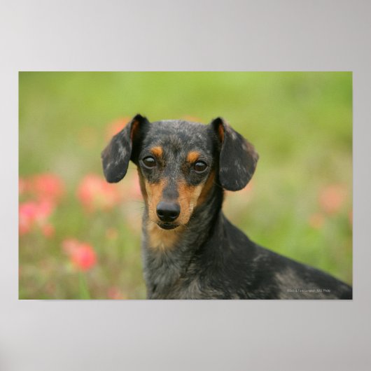 Miniatuur Dachshund Puppy met gladde haren kijkt n Poster (Voorkant)