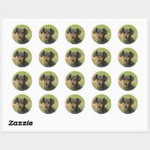 Miniatuur Dachshund Puppy met gladde haren kijkt n Ronde Sticker (Vel)