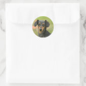 Miniatuur Dachshund Puppy met gladde haren kijkt n Ronde Sticker (Tas)