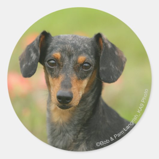Miniatuur Dachshund Puppy met gladde haren kijkt n Ronde Sticker (Voorkant)