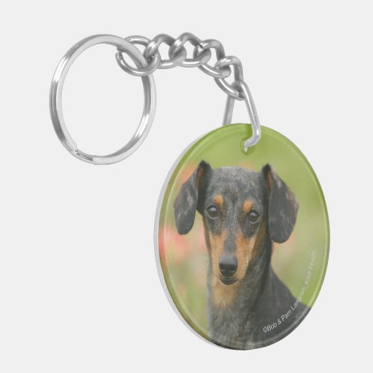 Miniatuur Dachshund Puppy met gladde haren kijkt n Sleutelhanger (Voorkant Links)