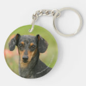 Miniatuur Dachshund Puppy met gladde haren kijkt n Sleutelhanger (Achterkant)