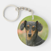 Miniatuur Dachshund Puppy met gladde haren kijkt n Sleutelhanger (Voorkant)