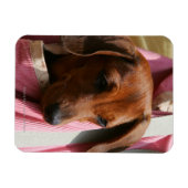 Miniatuur Dachshund Puppy met gladde haren Magneet (Horizontaal)