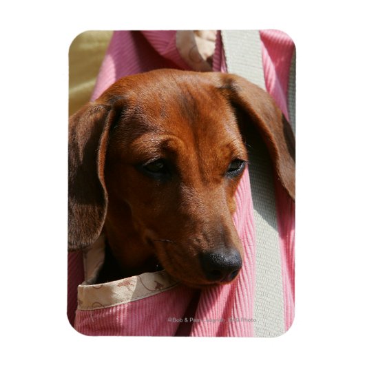 Miniatuur Dachshund Puppy met gladde haren Magneet (Verticaal)