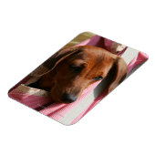 Miniatuur Dachshund Puppy met gladde haren Magneet (Linkerzijde)