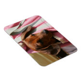 Miniatuur Dachshund Puppy met gladde haren Magneet (Rechterzijde)