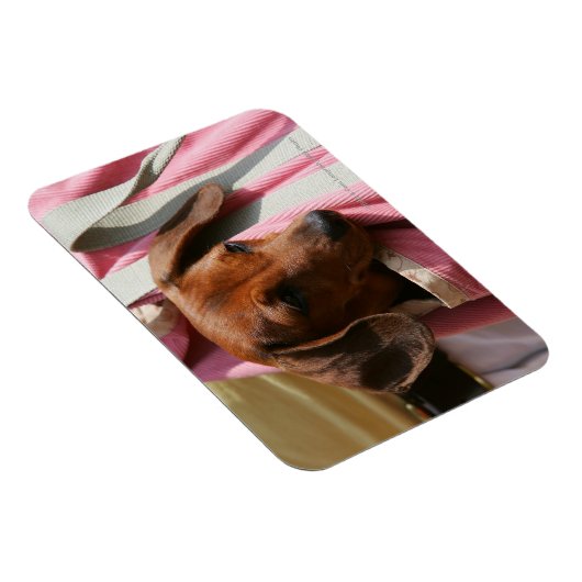 Miniatuur Dachshund Puppy met gladde haren Magneet (Rechterzijde)