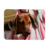 Miniatuur Dachshund Puppy met gladde haren Magneet (Horizontaal)