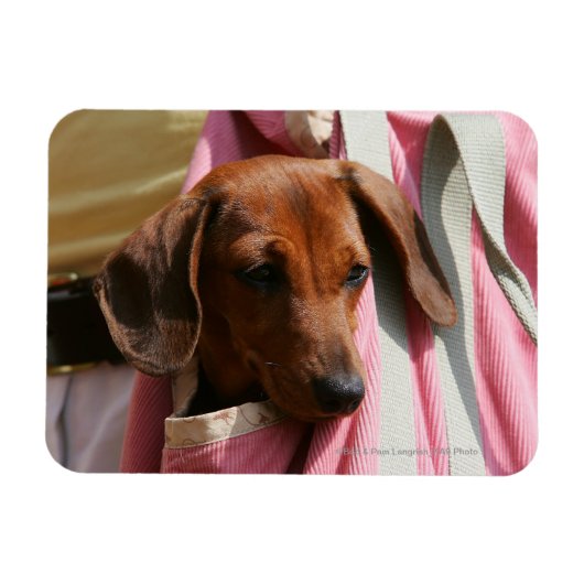 Miniatuur Dachshund Puppy met gladde haren Magneet (Horizontaal)