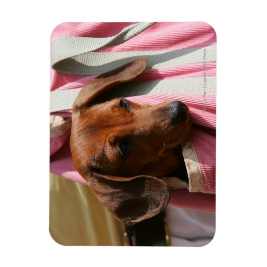 Miniatuur Dachshund Puppy met gladde haren Magneet (Verticaal)
