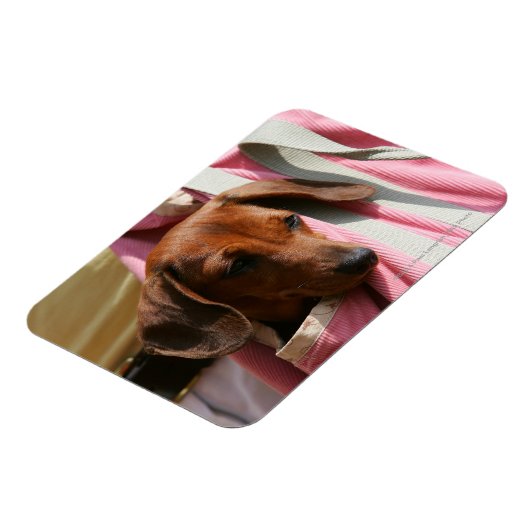 Miniatuur Dachshund Puppy met gladde haren Magneet (Linkerzijde)