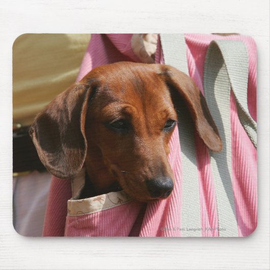 Miniatuur Dachshund Puppy met gladde haren Muismat (Voorkant)