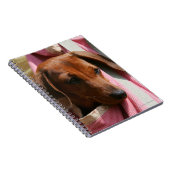 Miniatuur Dachshund Puppy met gladde haren Notitieboek (Rechterzijde)