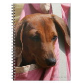 Miniatuur Dachshund Puppy met gladde haren Notitieboek (Voorkant)