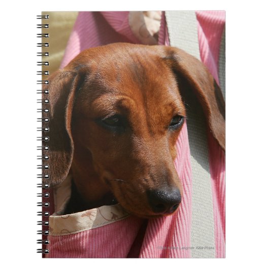 Miniatuur Dachshund Puppy met gladde haren Notitieboek (Voorkant)