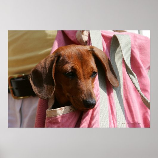 Miniatuur Dachshund Puppy met gladde haren Poster (Voorkant)