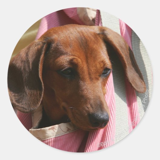 Miniatuur Dachshund Puppy met gladde haren Ronde Sticker (Voorkant)