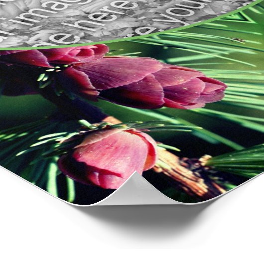 Miniatuur dennenappels Lijst Creëer Uw eigen foto Poster (Hoek)