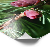 Miniatuur dennenappels sluiten 8x10 foto afdruk (Hoek)