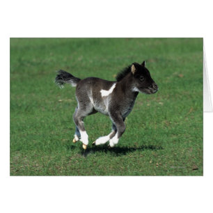 Miniatuur Foal Running