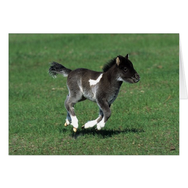 Miniatuur Foal Running (Voorkant Horizontaal)