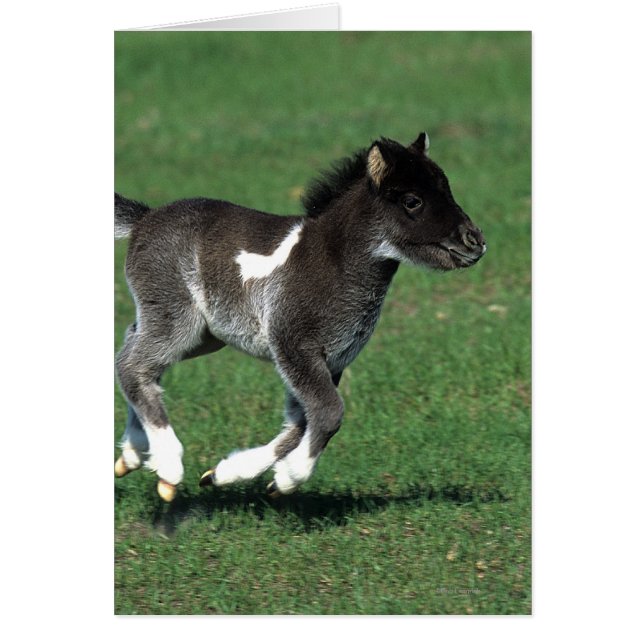 Miniatuur Foal Running (Voorkant)