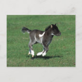 Miniatuur Foal Running Briefkaart (Voorkant)