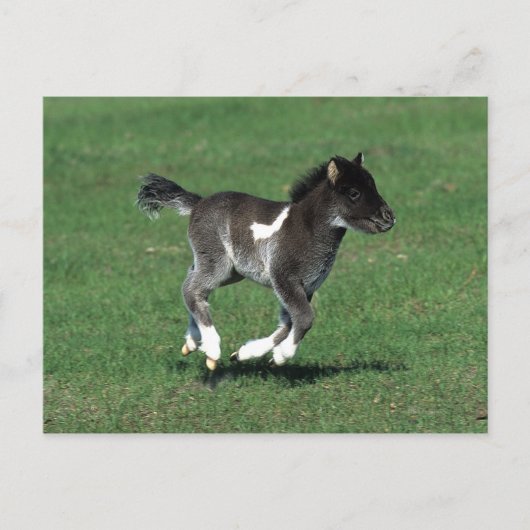 Miniatuur Foal Running Briefkaart (Voorkant)