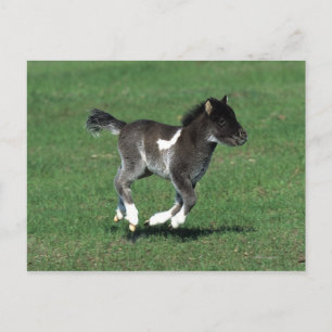 Miniatuur Foal Running Briefkaart