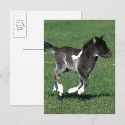 Miniatuur Foal Running Briefkaart (Voorkant / Achterkant)