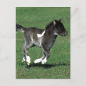 Miniatuur Foal Running Briefkaart (Voorkant)