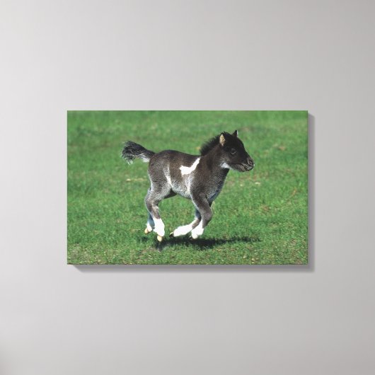 Miniatuur Foal Running Canvas Afdruk (Voorkant)