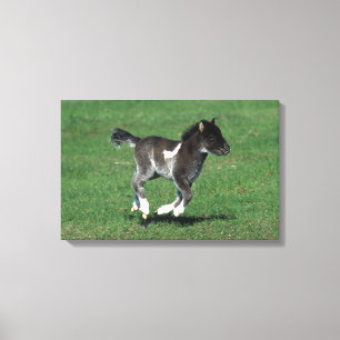 Miniatuur Foal Running Canvas Afdruk