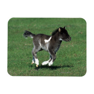 Miniatuur Foal Running Magneet