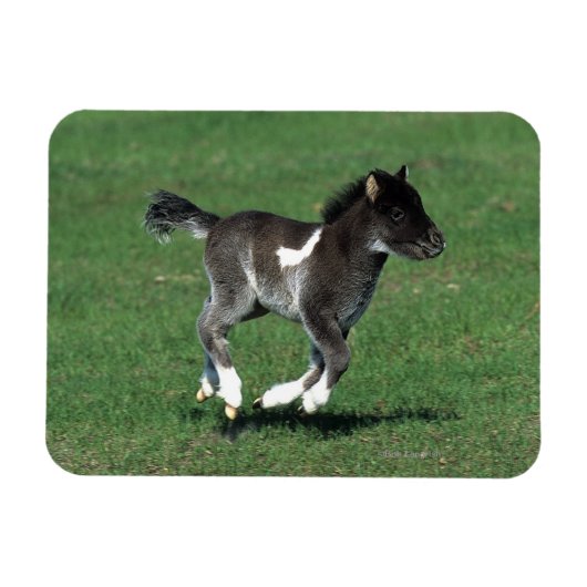 Miniatuur Foal Running Magneet (Horizontaal)