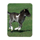 Miniatuur Foal Running Magneet (Verticaal)