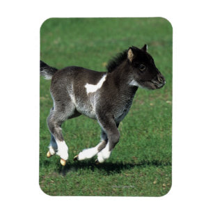Miniatuur Foal Running Magneet