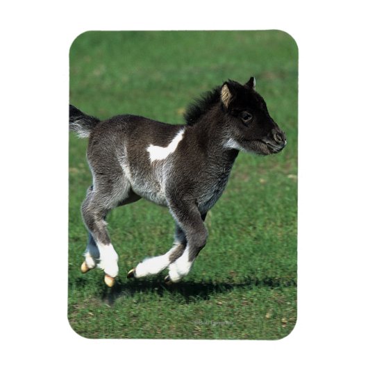 Miniatuur Foal Running Magneet (Verticaal)