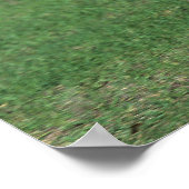 Miniatuur Foal Running Poster (Hoek)