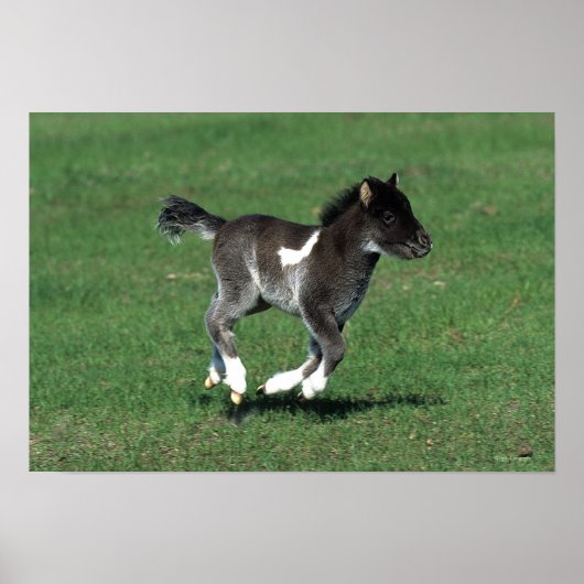 Miniatuur Foal Running Poster (Voorkant)
